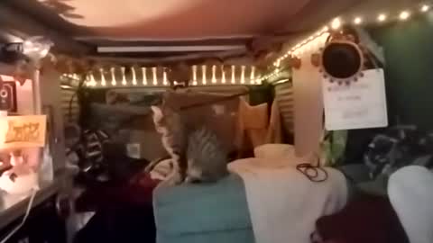 LesleyGumGrass- The Boring Trans girl online show from December 18, 3:56 am