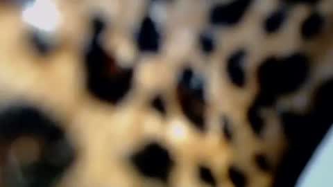 cindy online show from February 4, 10:36 pm