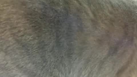 Lucy Lucy online show from February 17, 3:04 am