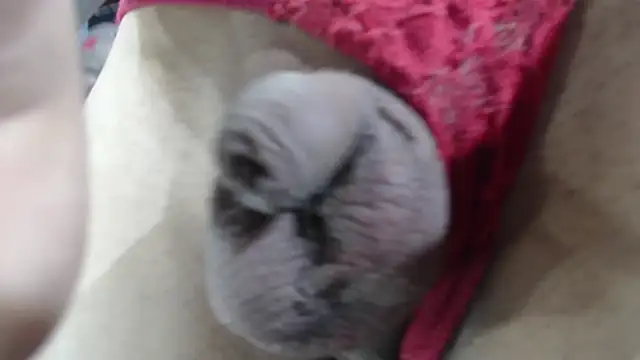 emma onassis 17 online show from January 1, 9:17 am